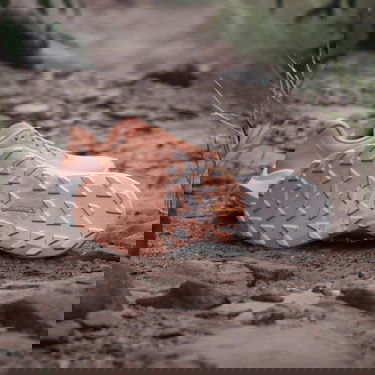 Кросівки та взуття adidas Performance Terrex Agravic 3 Trail Running Помаранчевий | IG6582, 2