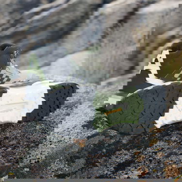Кросівки та взуття adidas Performance adidas TERREX Boty Terrex AX4 Mid GORE-TEX Hiking чорний | IE2581, 4